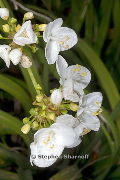 libertia chilensis 2 graphic